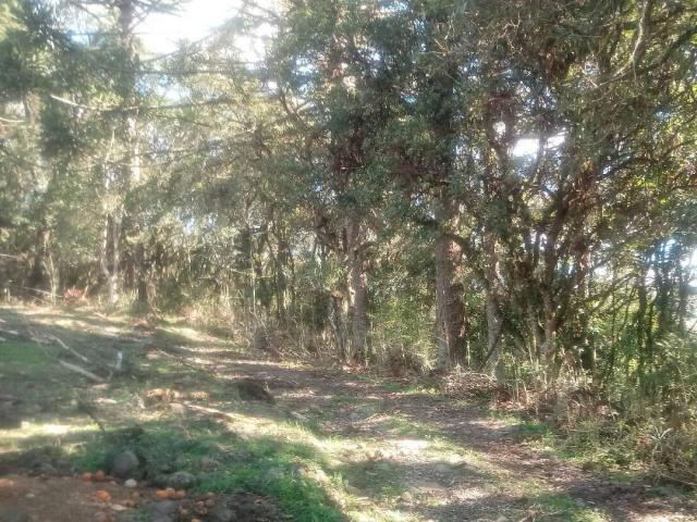 Chácara para Venda em Caxias do Sul - 5