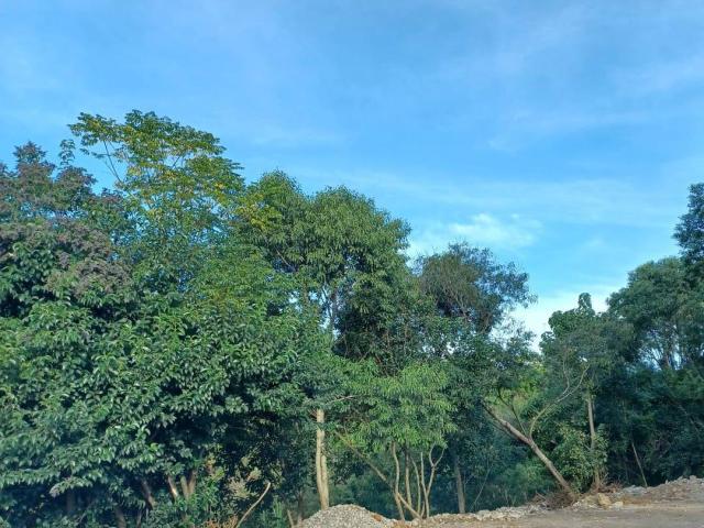 Área para Venda em Caxias do Sul - 4