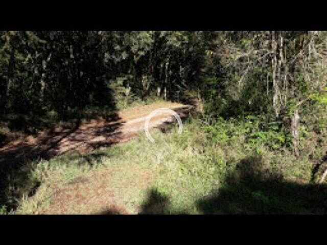Sítio para Venda em Caxias do Sul - 4