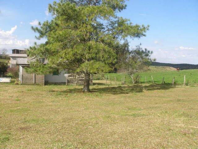 #ter0094 - Terreno para Venda em São Francisco de Paula - RS - 3