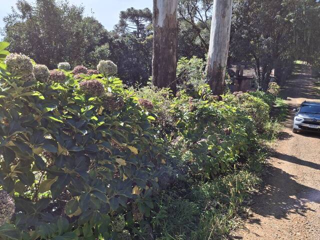 Área para Venda em Caxias do Sul - 4