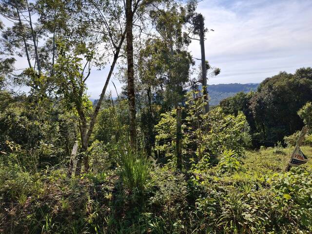 Área para Venda em Caxias do Sul - 5